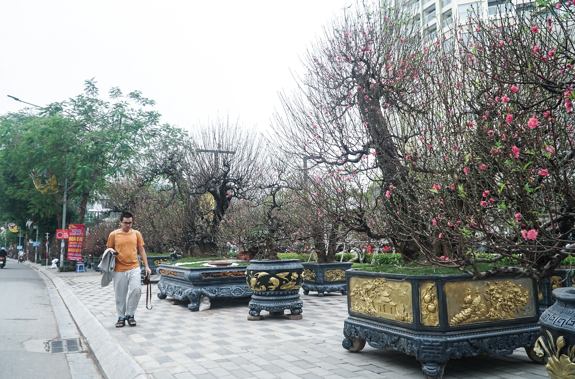 hoa-dao (4).JPG