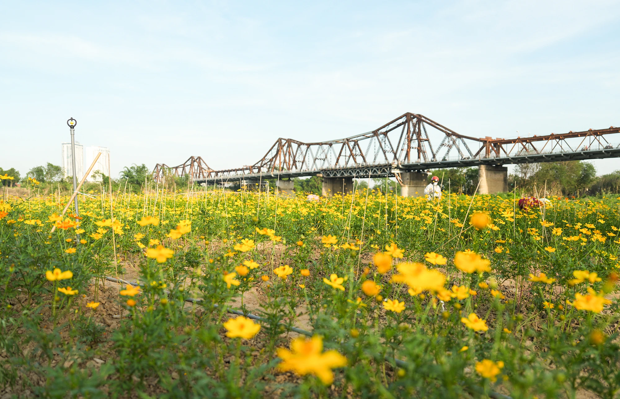 Vườn hoa cúc