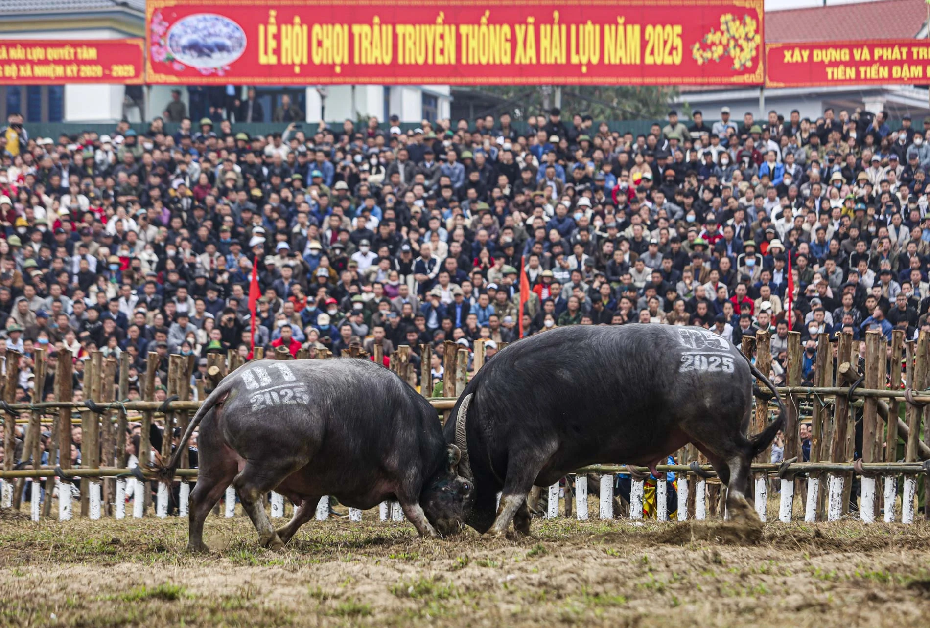 Trên sới chọi, những màn đôi công đầy kịch tính của các 'ông Cầu'.