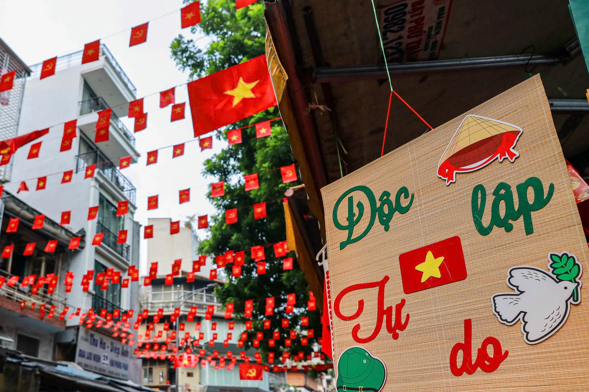 co-do-sao-vang (15).jpg