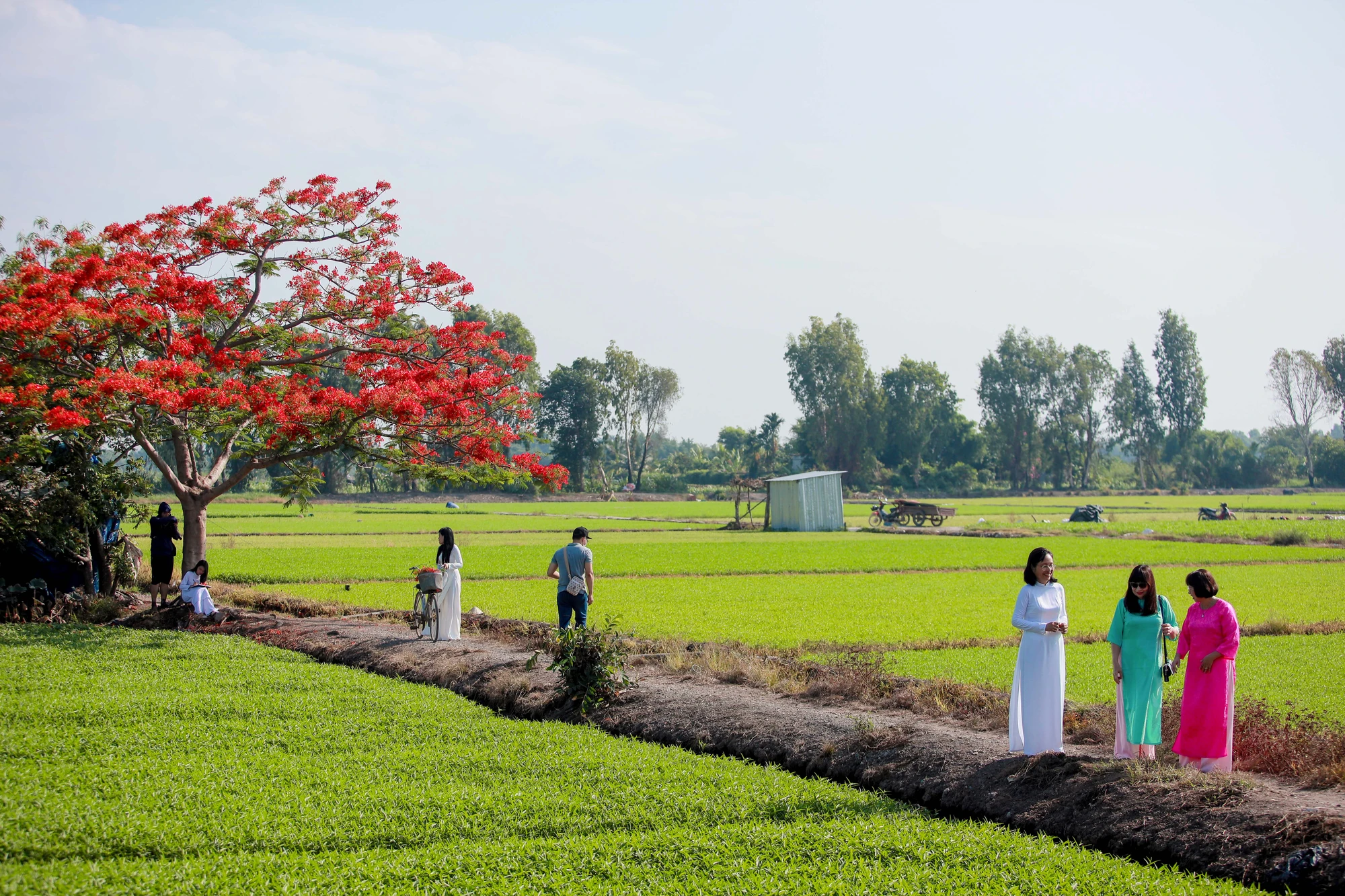 Người dân Sài Gòn ra đồng chụp ảnh 'cây phượng cô đơn'