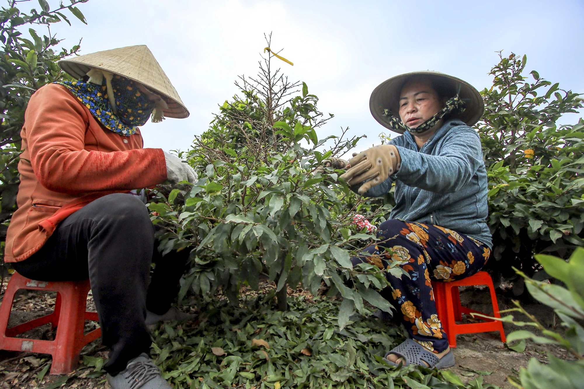 Rộn ràng mùa lặt lá mai ở làng mai lớn nhất TP.HCM