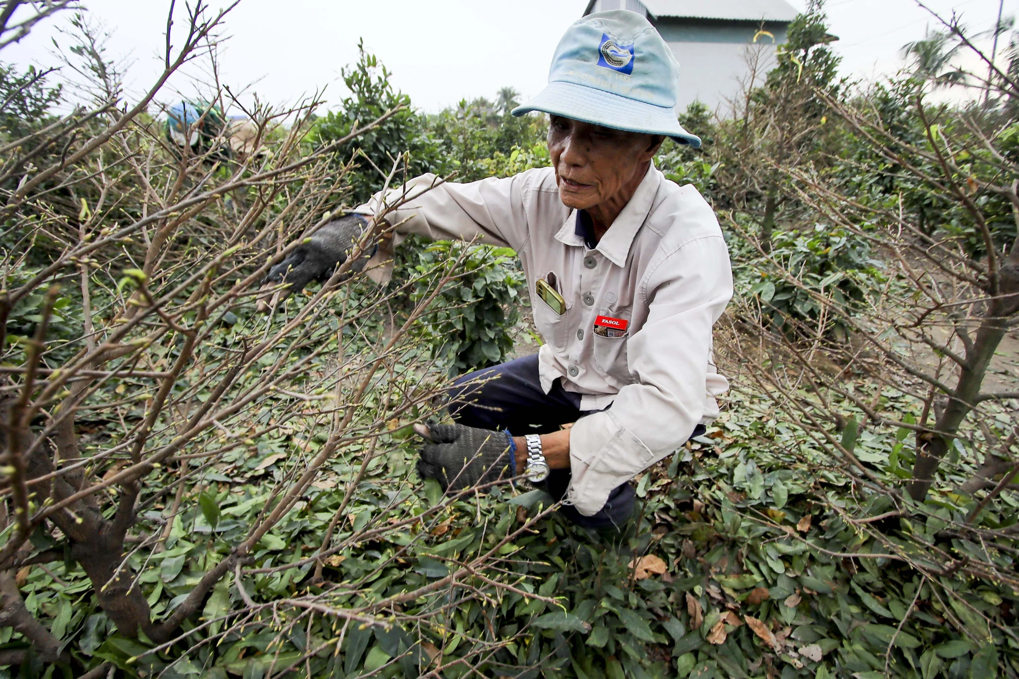 Rộn ràng mùa lặt lá mai ở làng mai lớn nhất TP.HCM