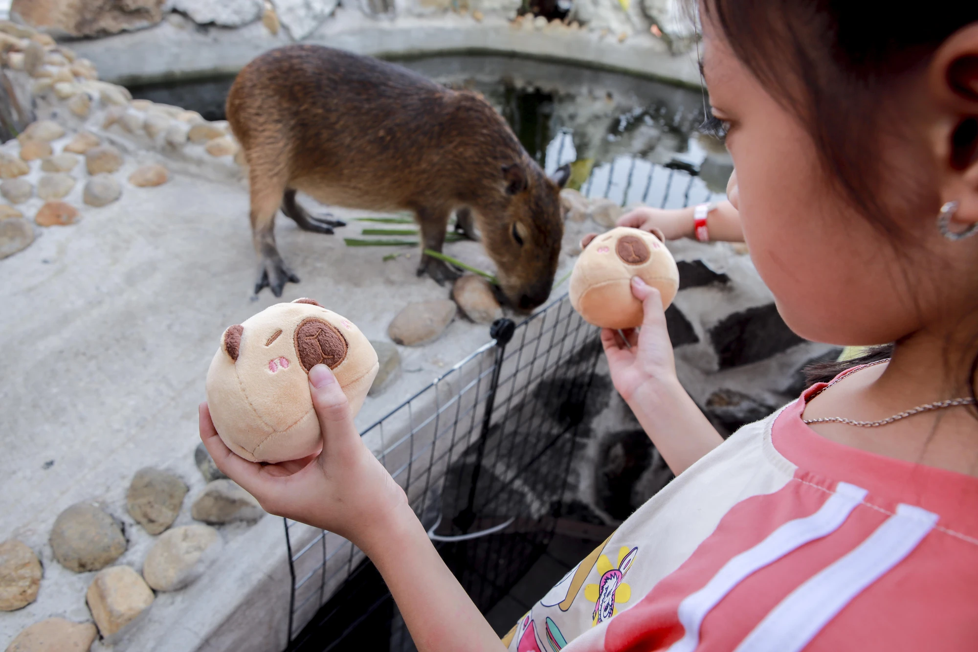 hai-be-capybara (11).jpg