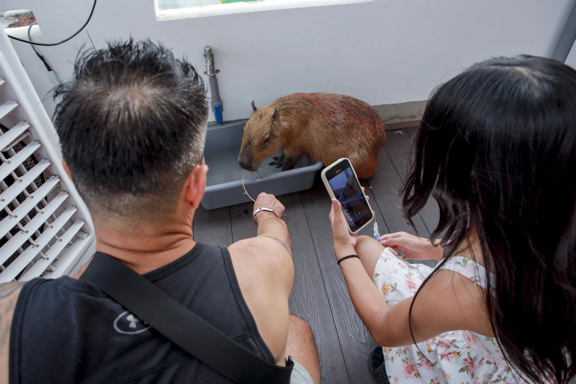 hai-be-capybara (12).jpg