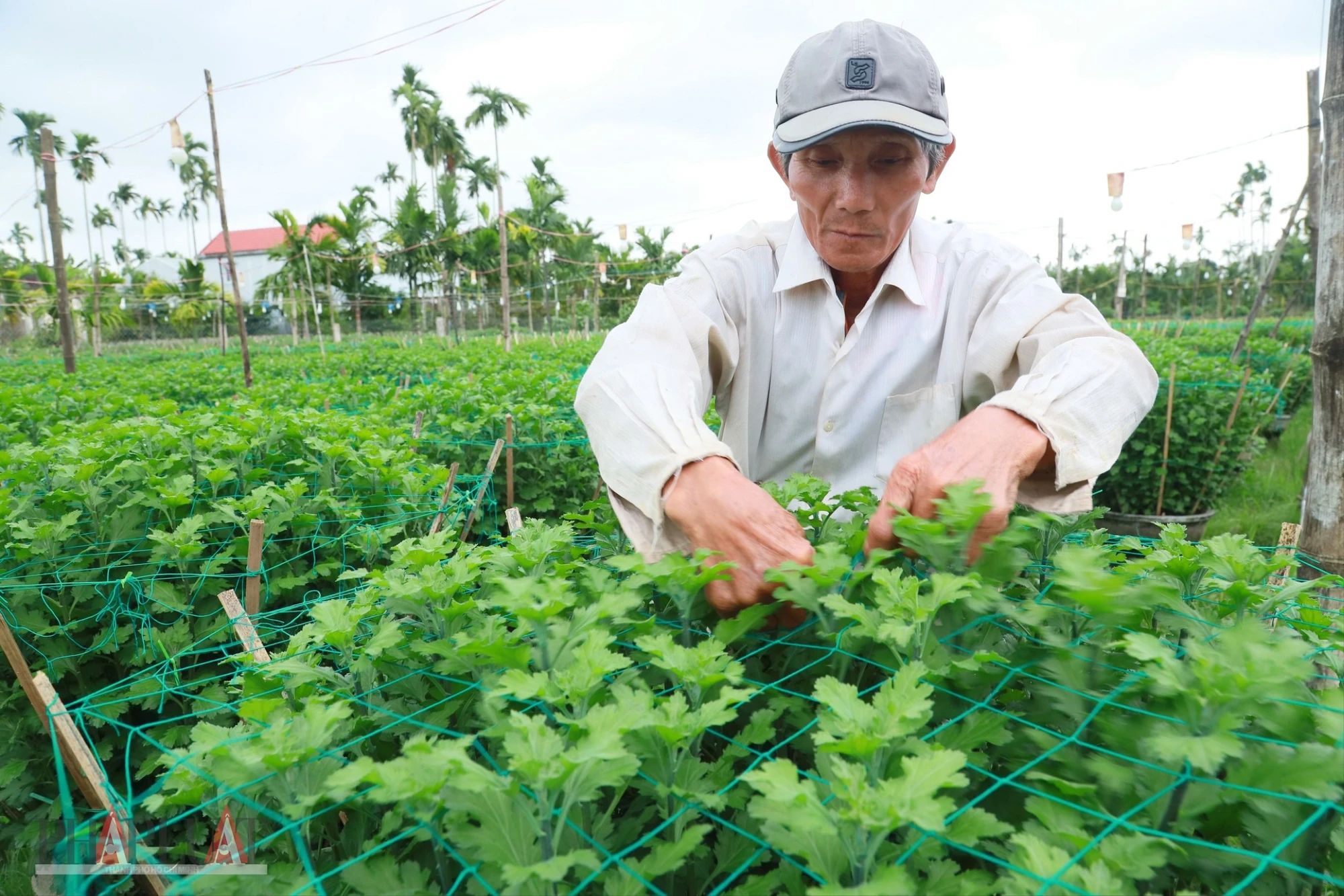 quang-ngai-ruc-sang-o-thu-phu-trong-hoa-cuc-tet-25.JPG