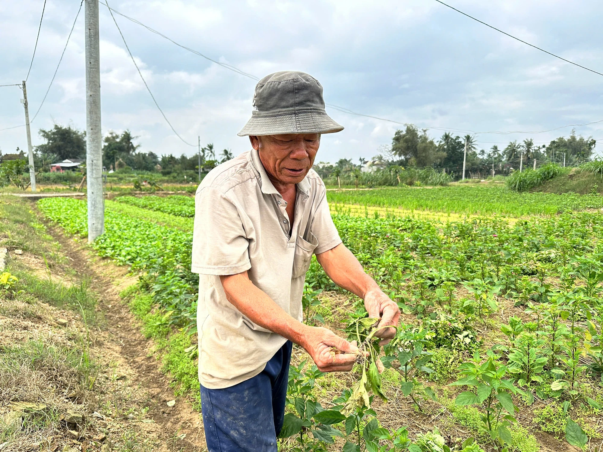 quang-ngai-hoa-lay-on-vu-tet-chet-hang-loat-nong-dan-lo-mat-trang-14.jpg