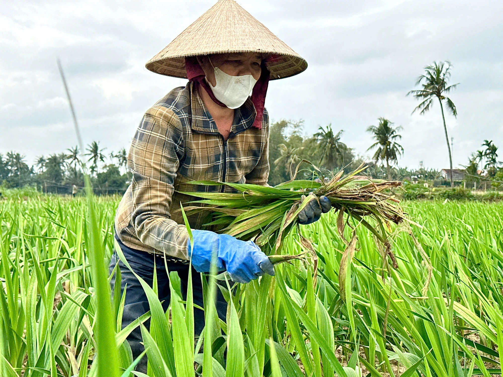 quang-ngai-hoa-lay-on-vu-tet-chet-hang-loat-nong-dan-lo-mat-trang-20.jpg