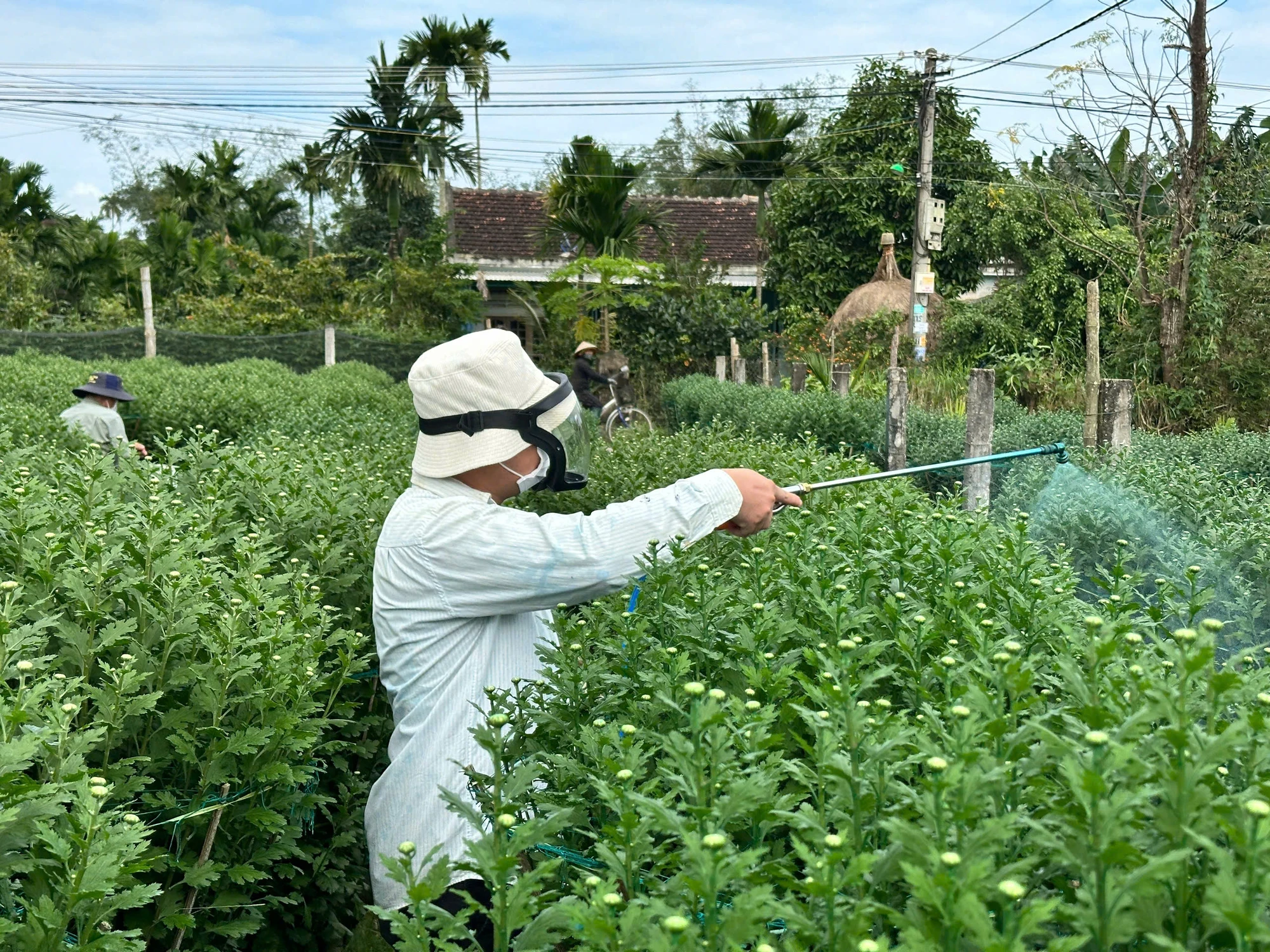 Vắng khách mua, nông dân trồng hoa cúc Tết ở Quảng Ngãi 'đứng ngồi không yên’