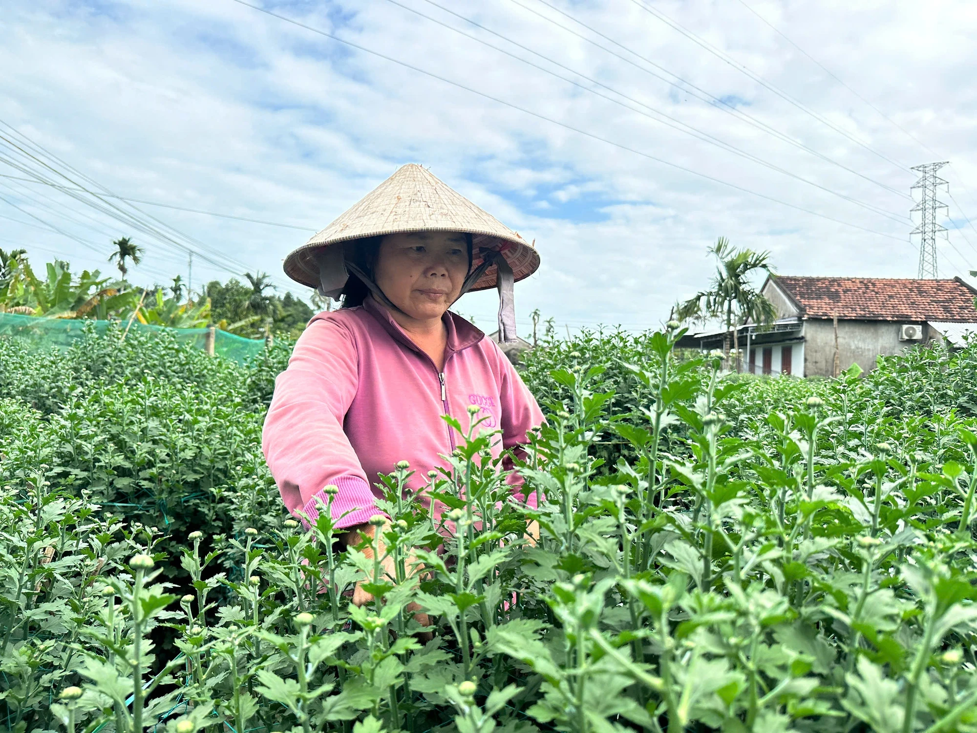vang-khach-mua-nong-dan-trong-hoa-cuc-tet-o-quang-ngai-dung-ngoi-khong-yen-4.jpg
