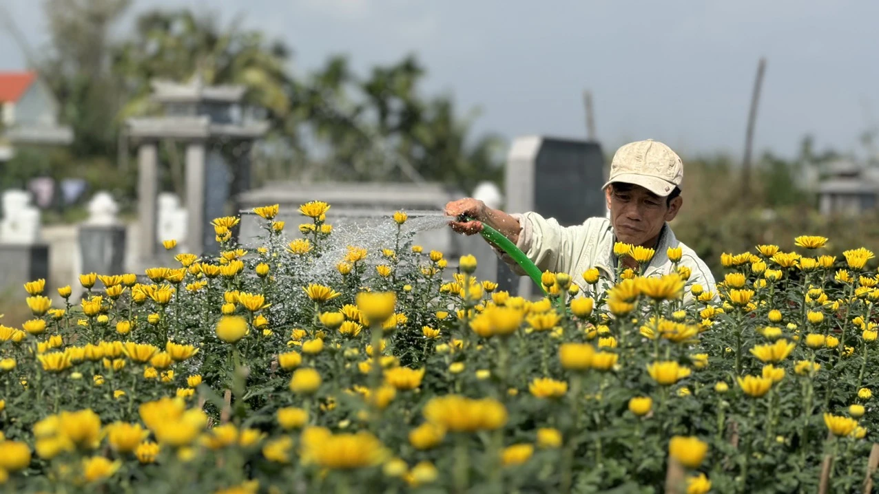 Hoa cúc Tết nhuộm vàng làng quê Quảng Ngãi