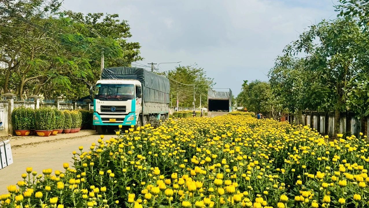 Làng hoa Nghĩa Hiệp - thủ phủ hoa cúc Tết