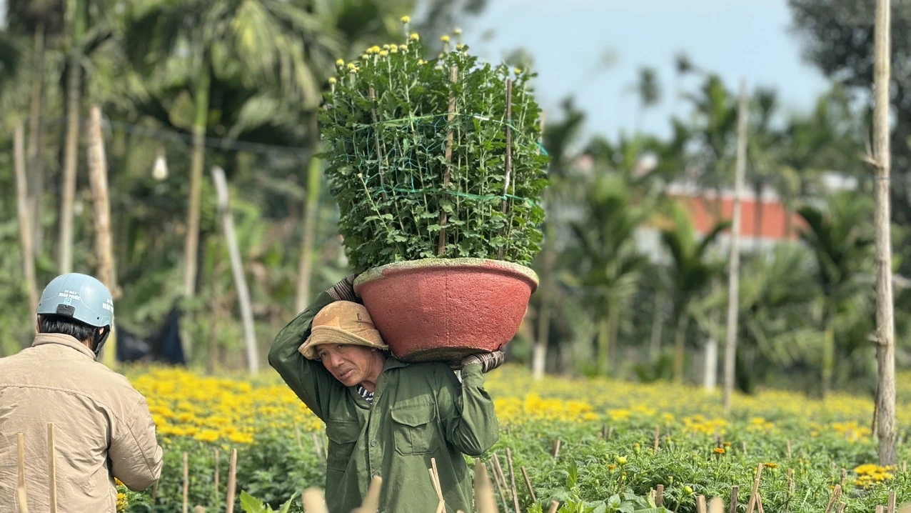 hoa-cuc-tet-nhuom-vang-lang-que-quang-ngai-7.jpg