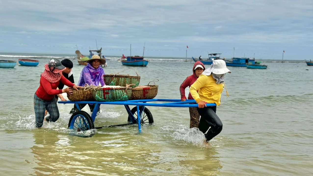 Ngư dân Quảng Ngãi bội thu mùa ruốc biển