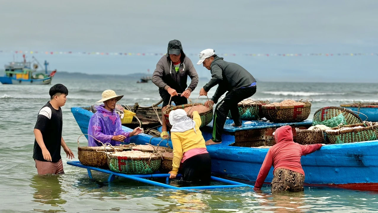 Ngư dân Quảng Ngãi bội thu mùa ruốc biển