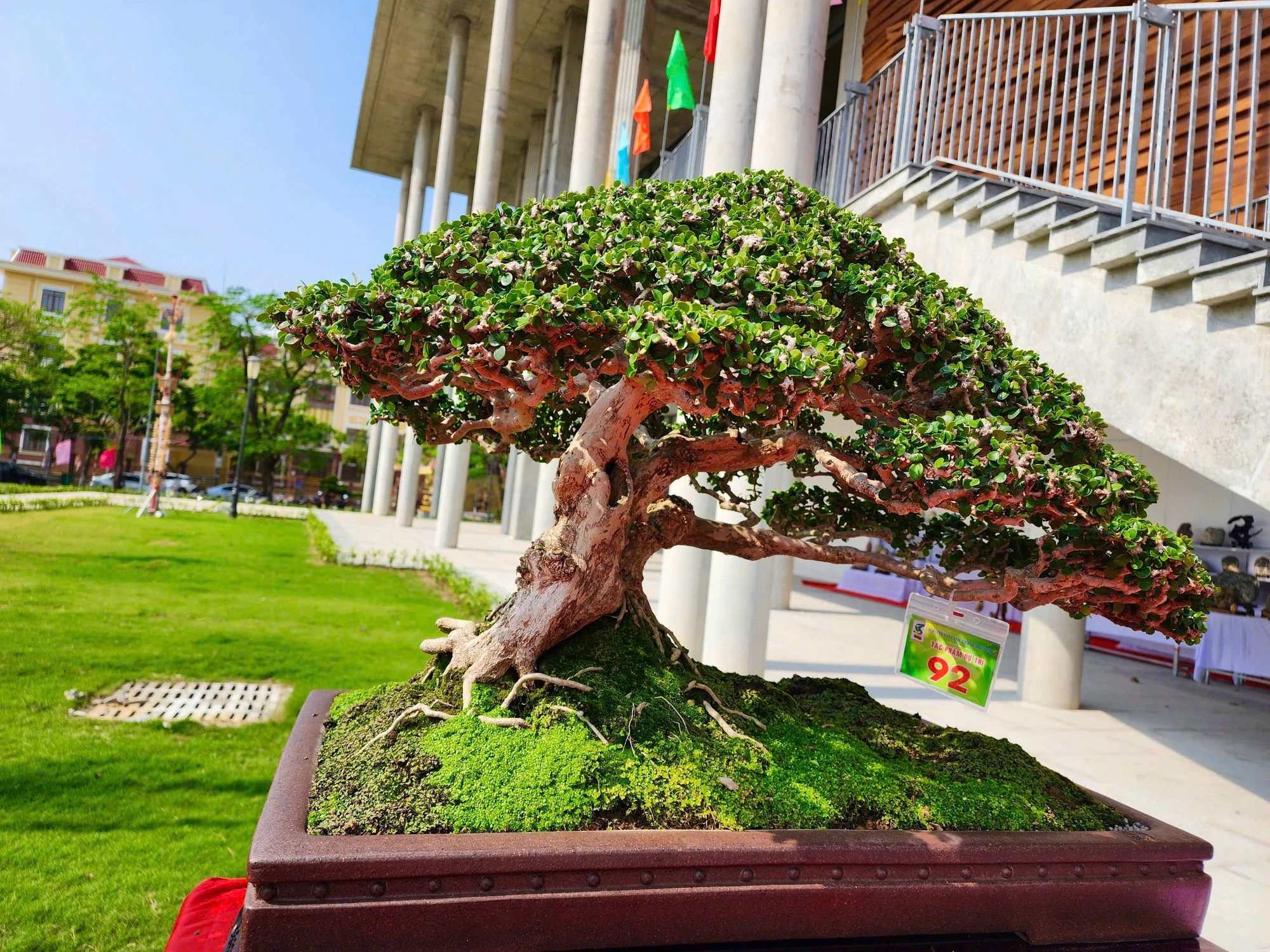 trien-lam-cay-canh-bonsai-doc-dao-voi-hon-1-000-tac-pham-o-quang-ngai-13.jpg