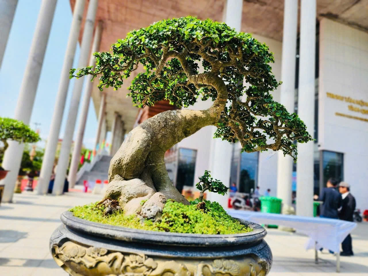 trien-lam-cay-canh-bonsai-doc-dao-voi-hon-1-000-tac-pham-o-quang-ngai-8.jpg