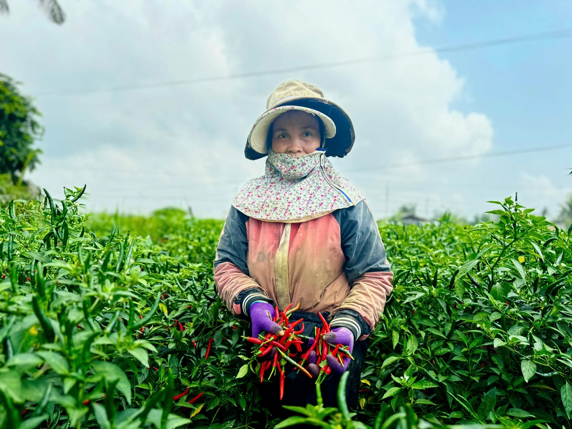 Trung Quốc tiêu thụ mạnh, giá ớt tăng cao kỷ lục, nông dân Quảng Ngãi trúng đậm