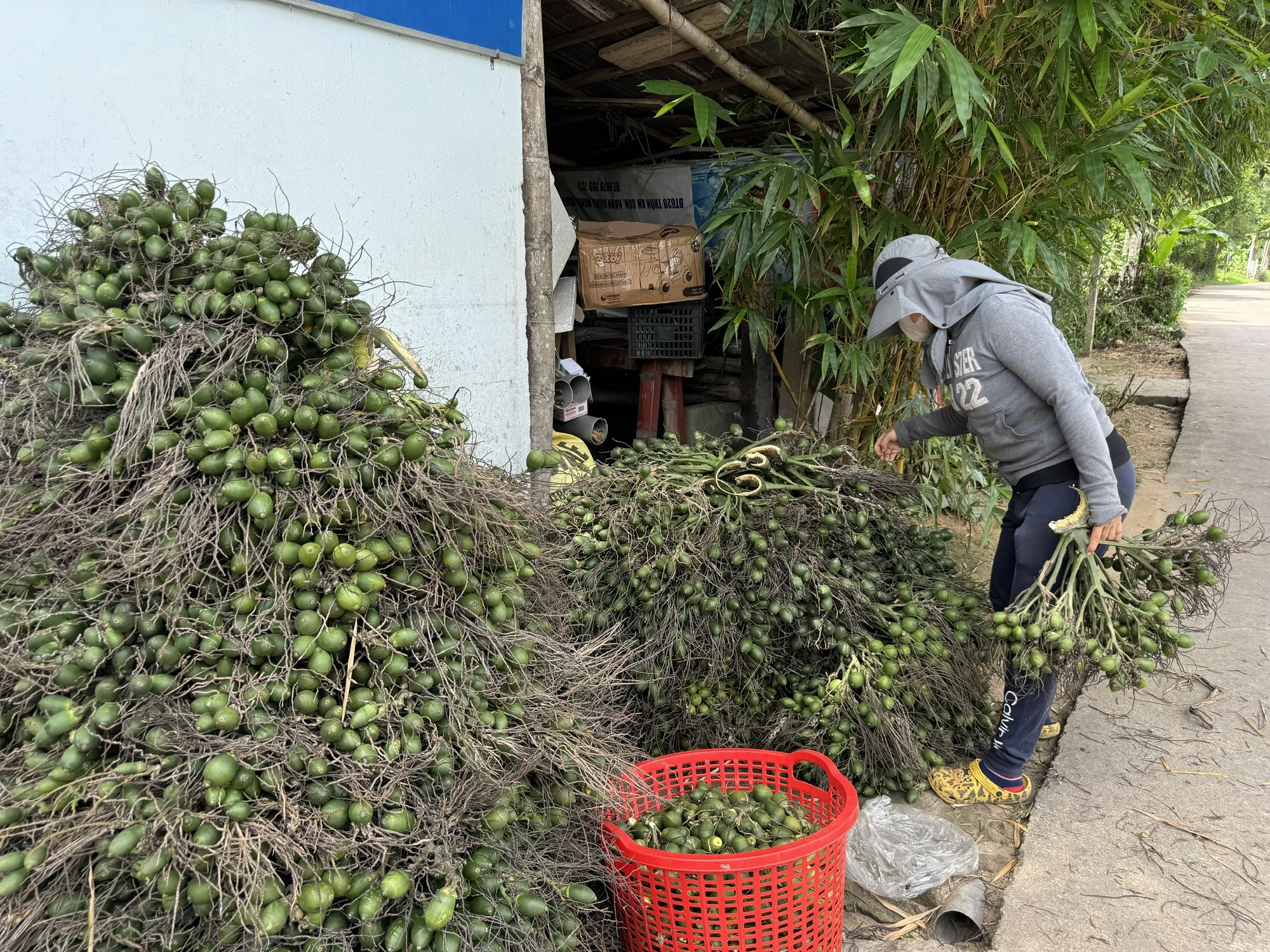Thương lái Trung Quốc ‘quay xe’ chỉ mua cau dài, nông dân Quảng Ngãi điêu đứng vì giá cau rớt thảm
