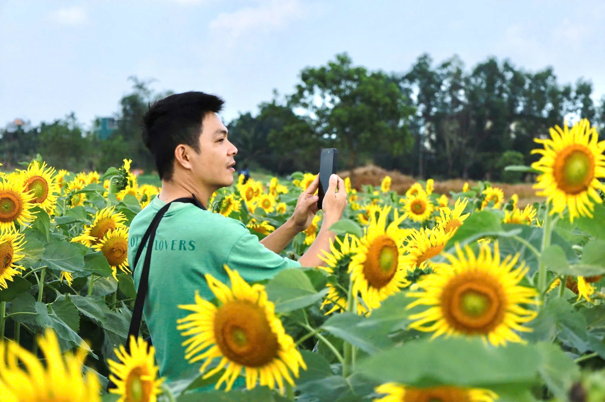 trieu-bong-huong-duong-no-ro-tu-khu-dat-hoang-o-quang-ngai- (22).jpg