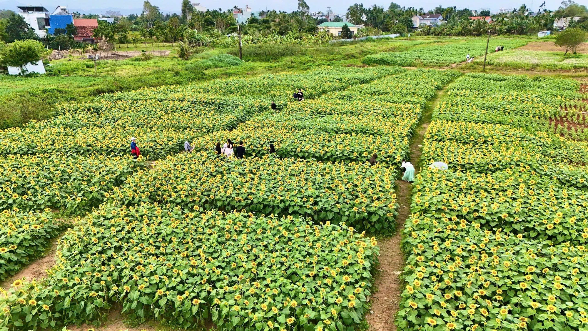 trieu-bong-huong-duong-no-ro-tu-khu-dat-hoang-o-quang-ngai- (28).jpg