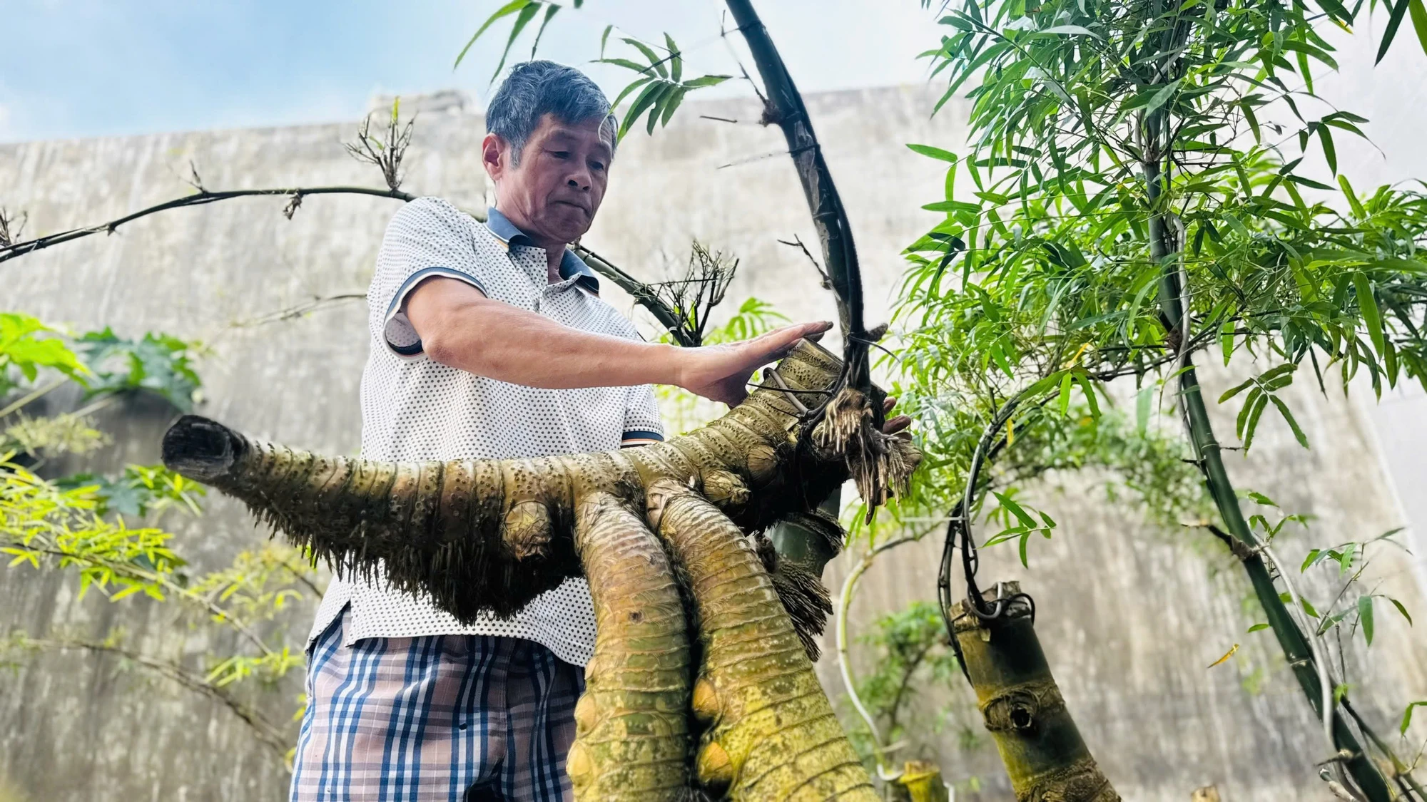 Thu tiền triệu từ những gốc tre tưởng chừng chỉ bỏ đi 