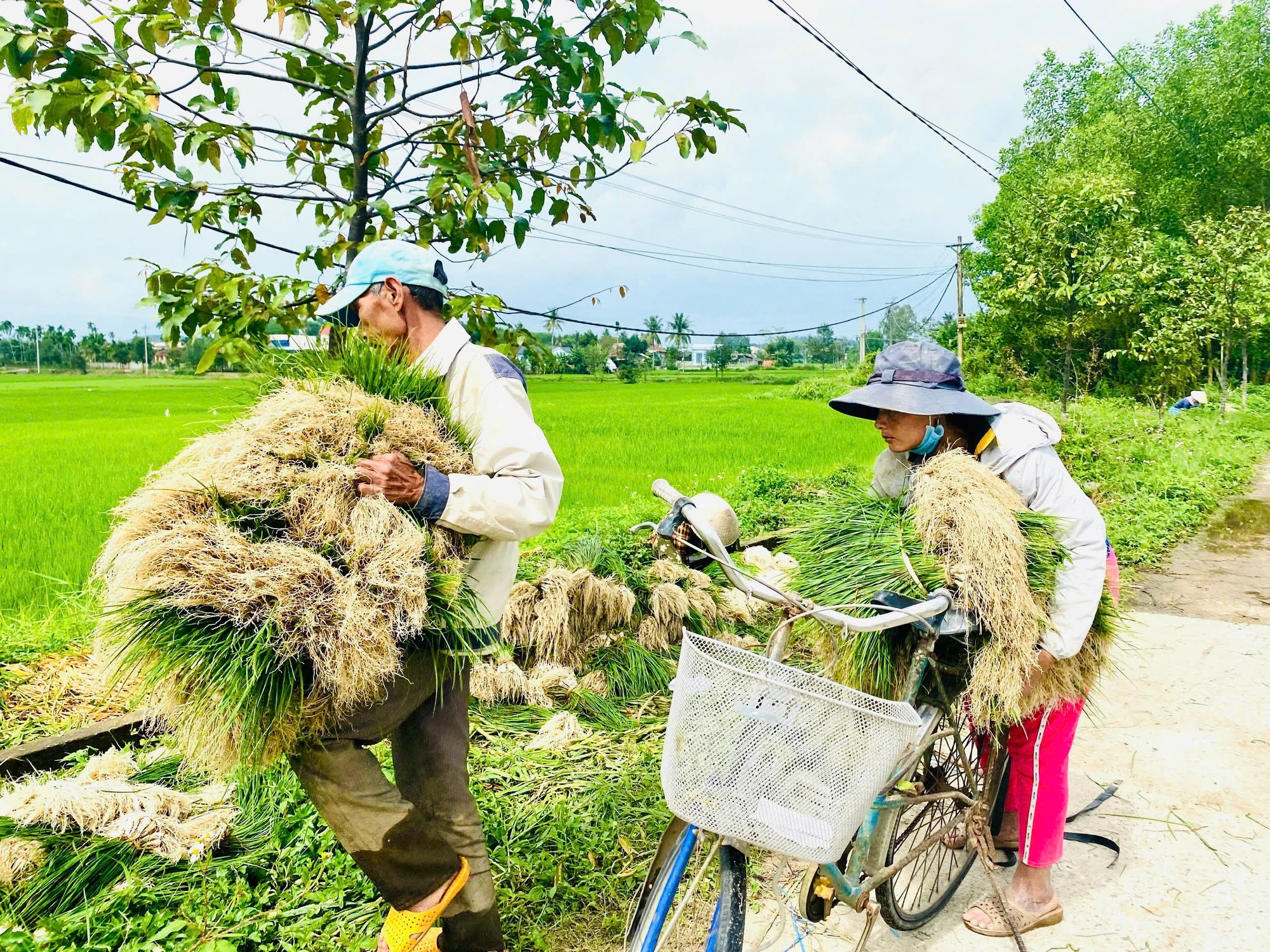 kieu-xu-quang-vao-mua-nong-dan-bo-tui-tien-chuc-trieu- (12).jpg