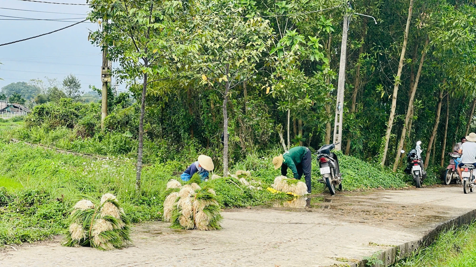 kieu-xu-quang-vao-mua-nong-dan-bo-tui-tien-chuc-trieu- (19).jpg
