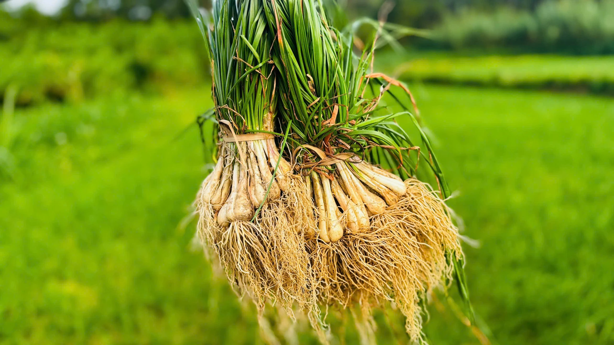 kieu-xu-quang-vao-mua-nong-dan-bo-tui-tien-chuc-trieu- (28).jpg