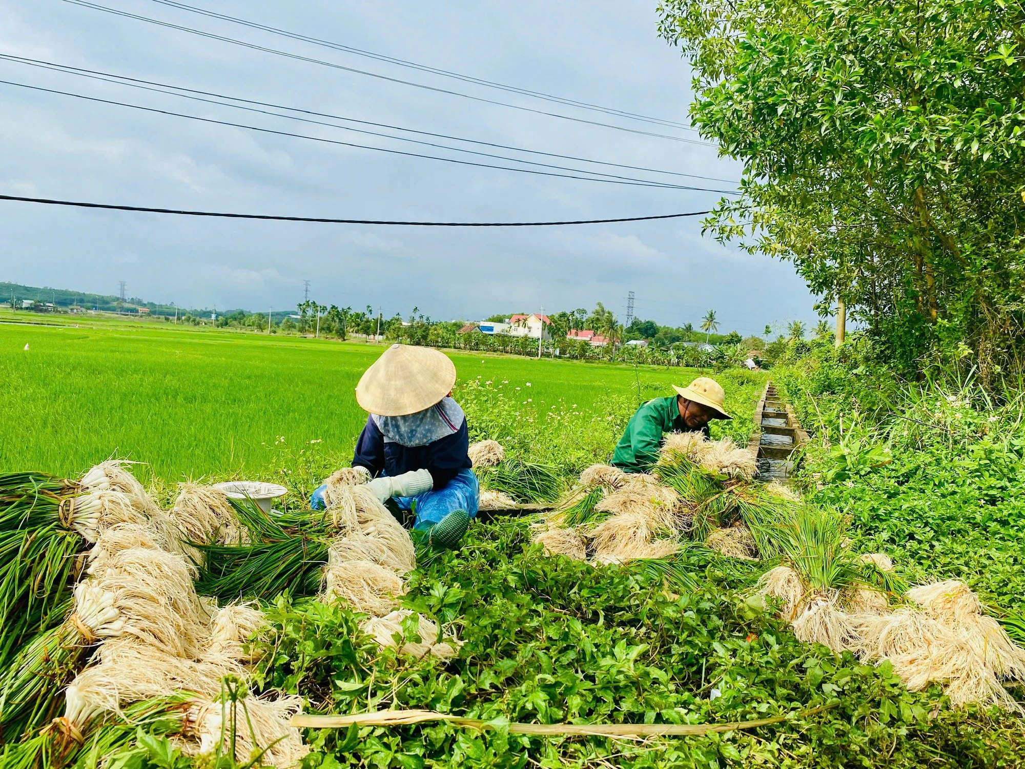 kieu-xu-quang-vao-mua-nong-dan-bo-tui-tien-chuc-trieu- (4).jpg