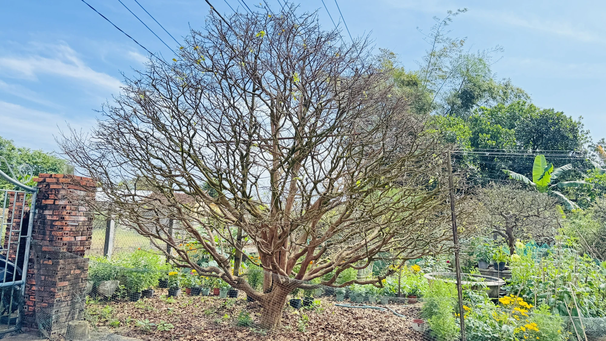 cay-mai-70-nam-tuoi-o-quang-ngai-duoc-het-gia-3-5-ti-dong- (16).jpg
