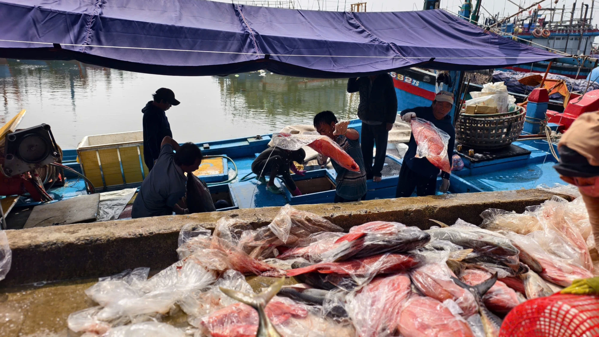 Sau gần 25 ngày khai thác trên ngư trường Hoàng Sa, tàu cá QNg 97089 TS của ngư dân Đỗ Văn Chì (trú xã An Phú, tỉnh Quảng Ngãi) trở về với sản lượng hơn 8 tấn cá các loại như cá sọ dừa, cá hồng gù, cá mú, cá sộp… z7703290097195_dd74fe12576b7dc4ec6301377f417d8b.jpg