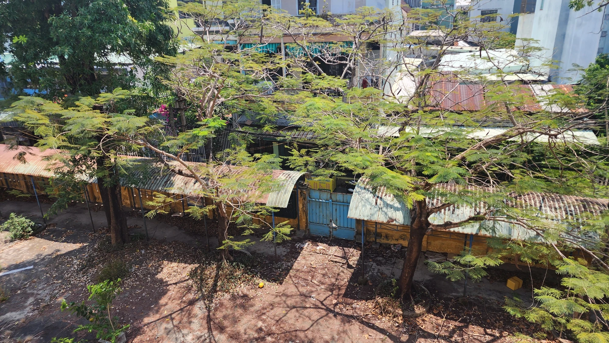 cay-xanh.jpg