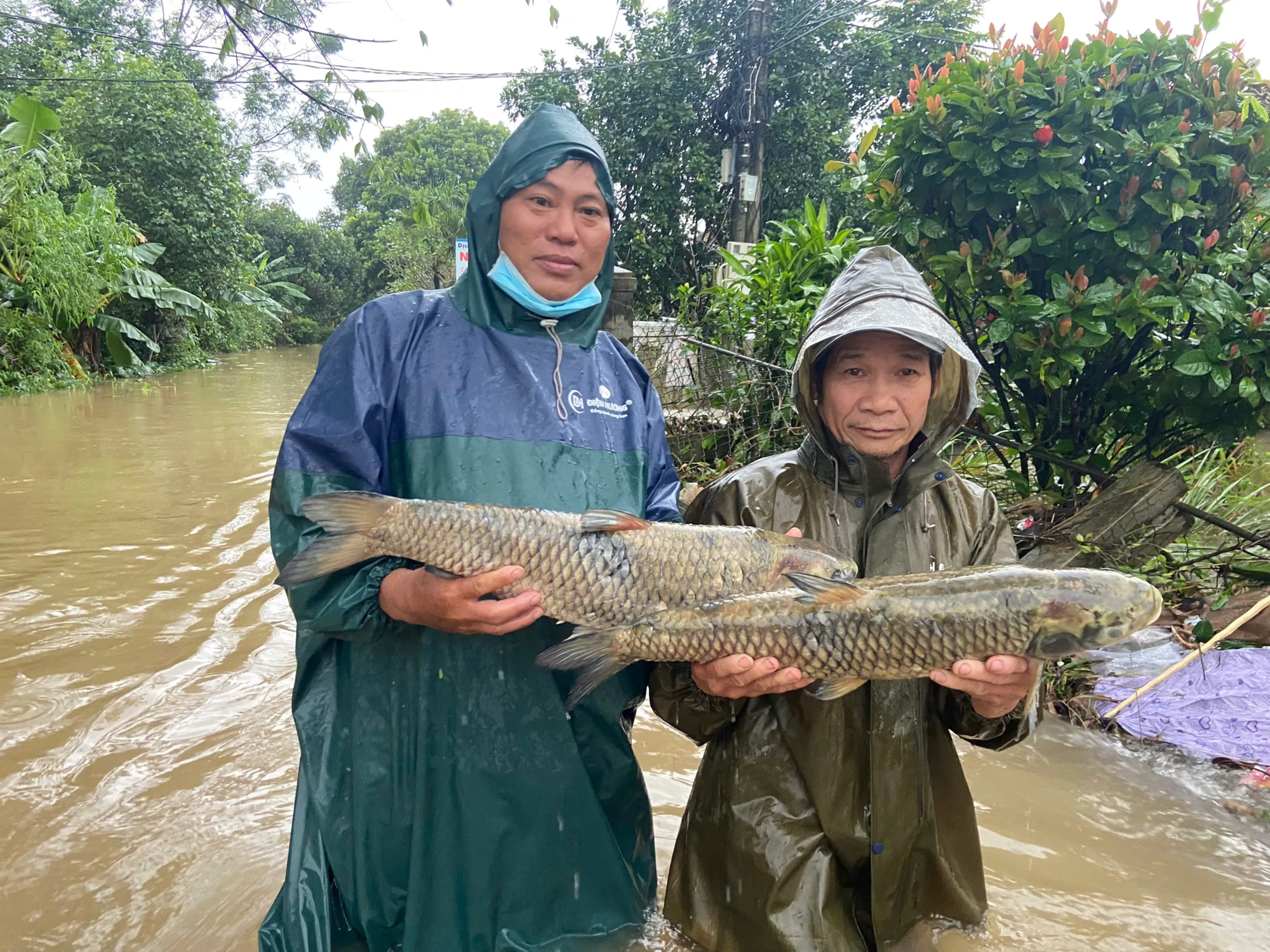 Huế: Gần 200 hộ nuôi cá lồng bè nguy cơ bị thiệt hại nặng vì nước lũ 