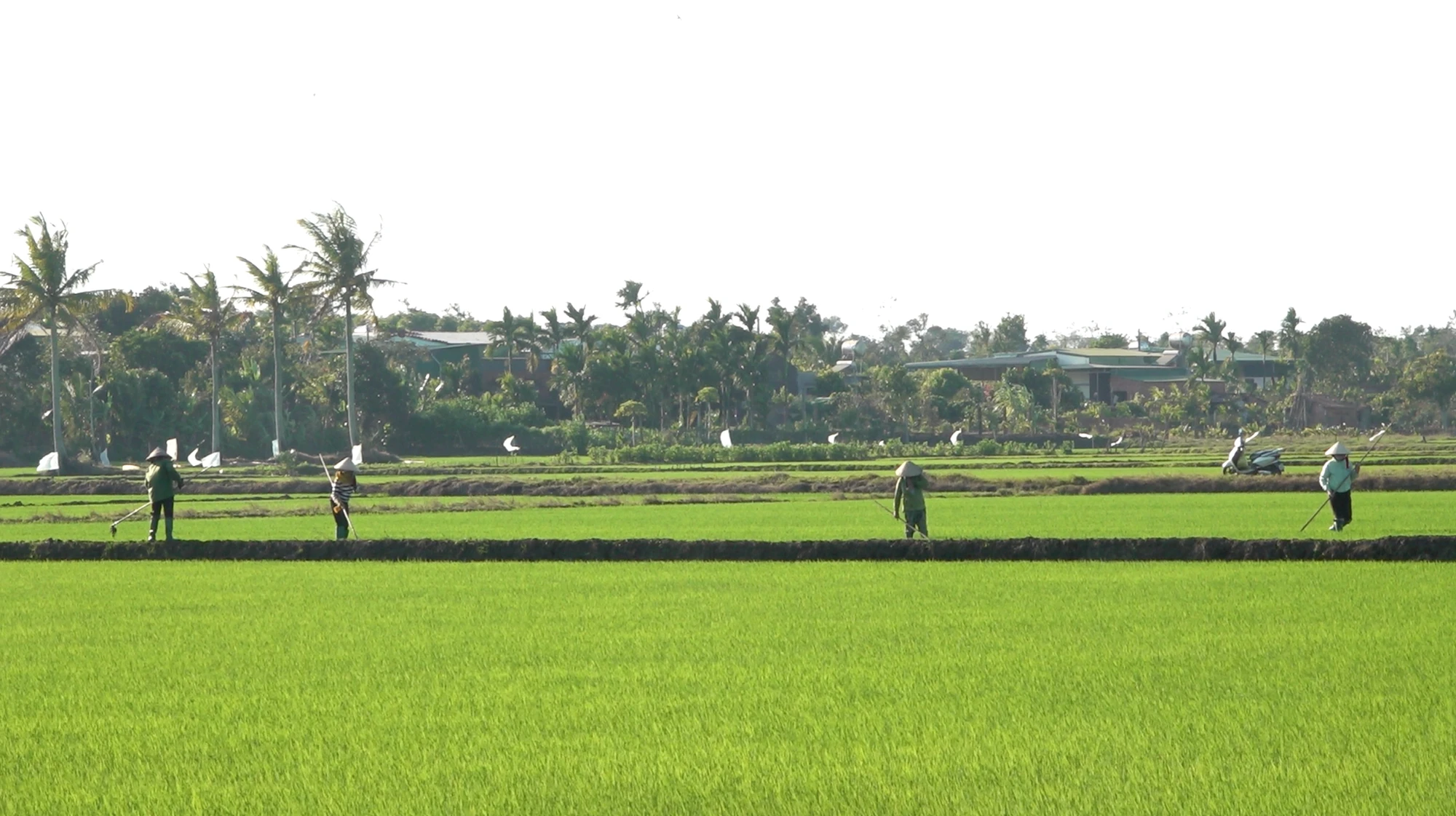 lúa nước đắk lắk.png