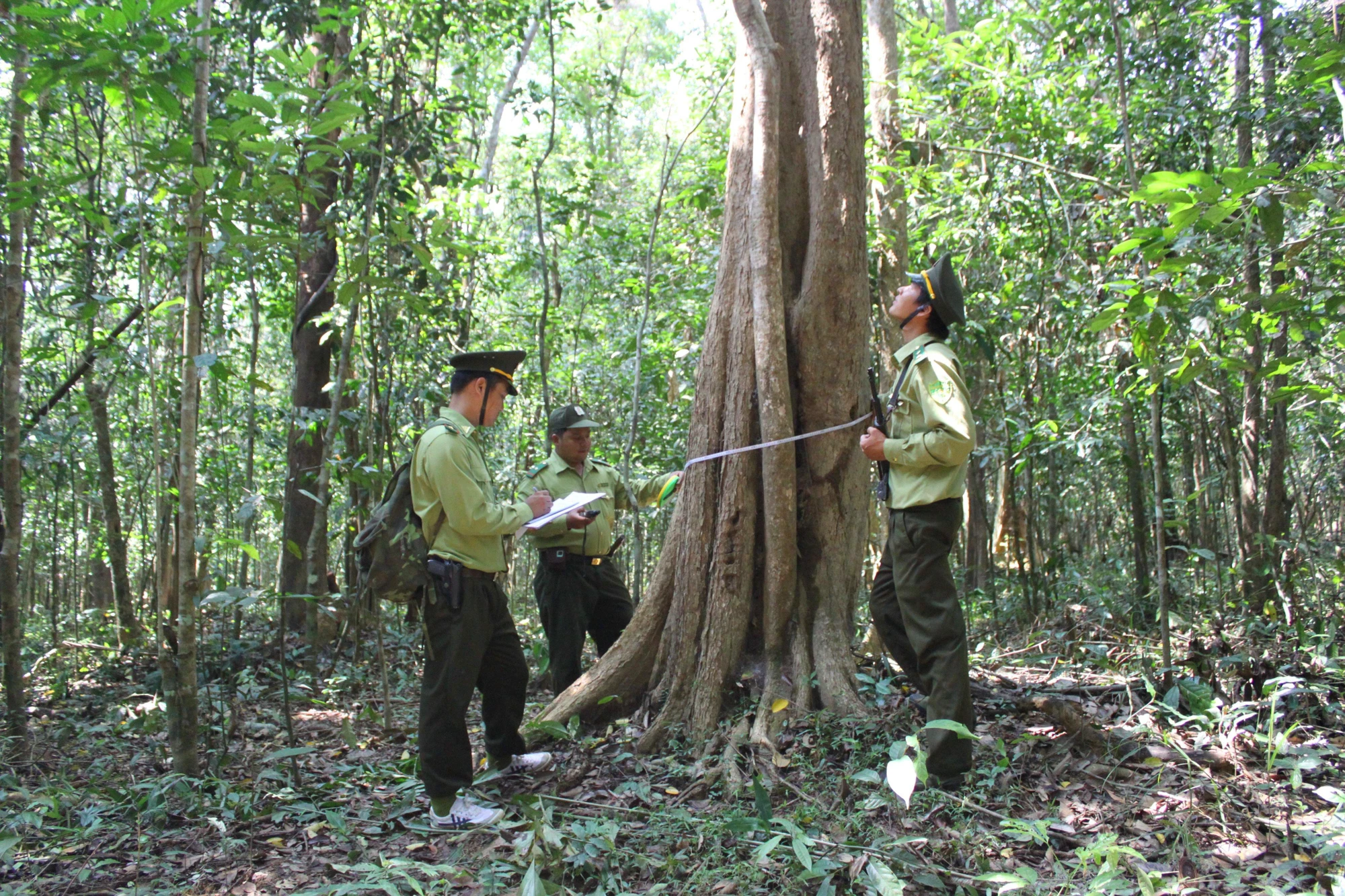 Đoàn Kiểm lâm của tỉnh Đồng Nai kiểm tra tình trạng của cây trong Khu bảo tồn Thiên nhiên - Văn hoá Đồng Nai. Ảnh VŨ HỘI. Đoàn Kiểm lâm của tỉnh Đồng Nai kiểm tra tình trạng của cây trong Khu bảo tồn Thiên nhiên - Văn hoá Đồng Nai. Ảnh VŨ HỘI.