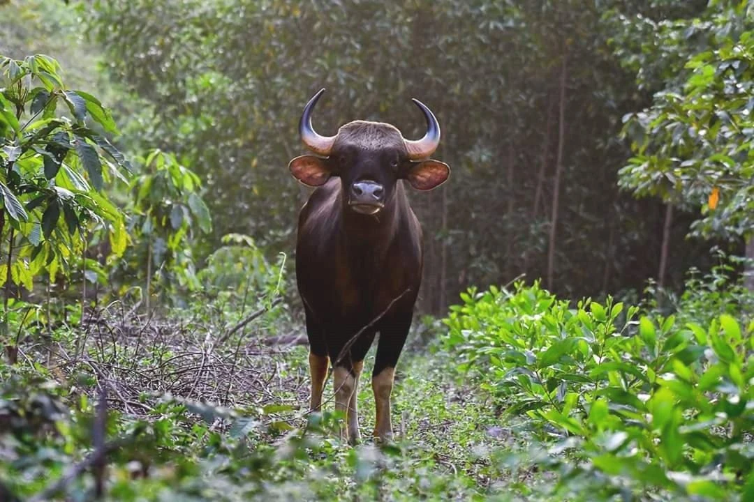 Một chú bò tót ở Khu Bảo tồn Thiên nhiên - Văn hoá Đồng Nai. Ảnh VŨ HỘI. Một chú bò tót ở Khu Bảo tồn Thiên nhiên - Văn hoá Đồng Nai. Ảnh VŨ HỘI.