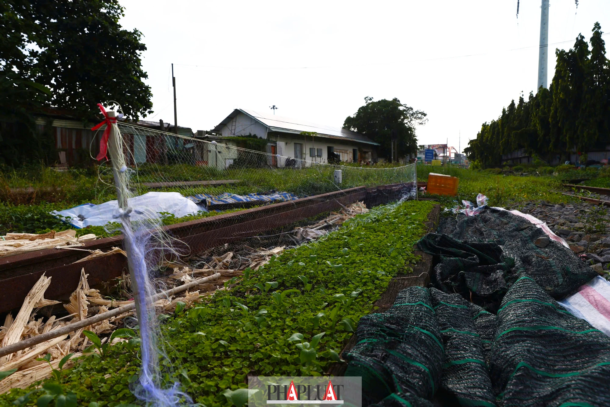 ga-binh-trieu-1.jpg