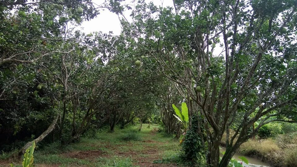 Vườn trái cây. Vườn trái cây.