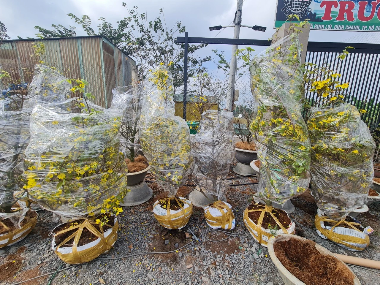Mai được bà con nông dân che chắn để vận chuyển đến các tỉnh Mai được bà con nông dân che chắn để vận chuyển đến các tỉnh