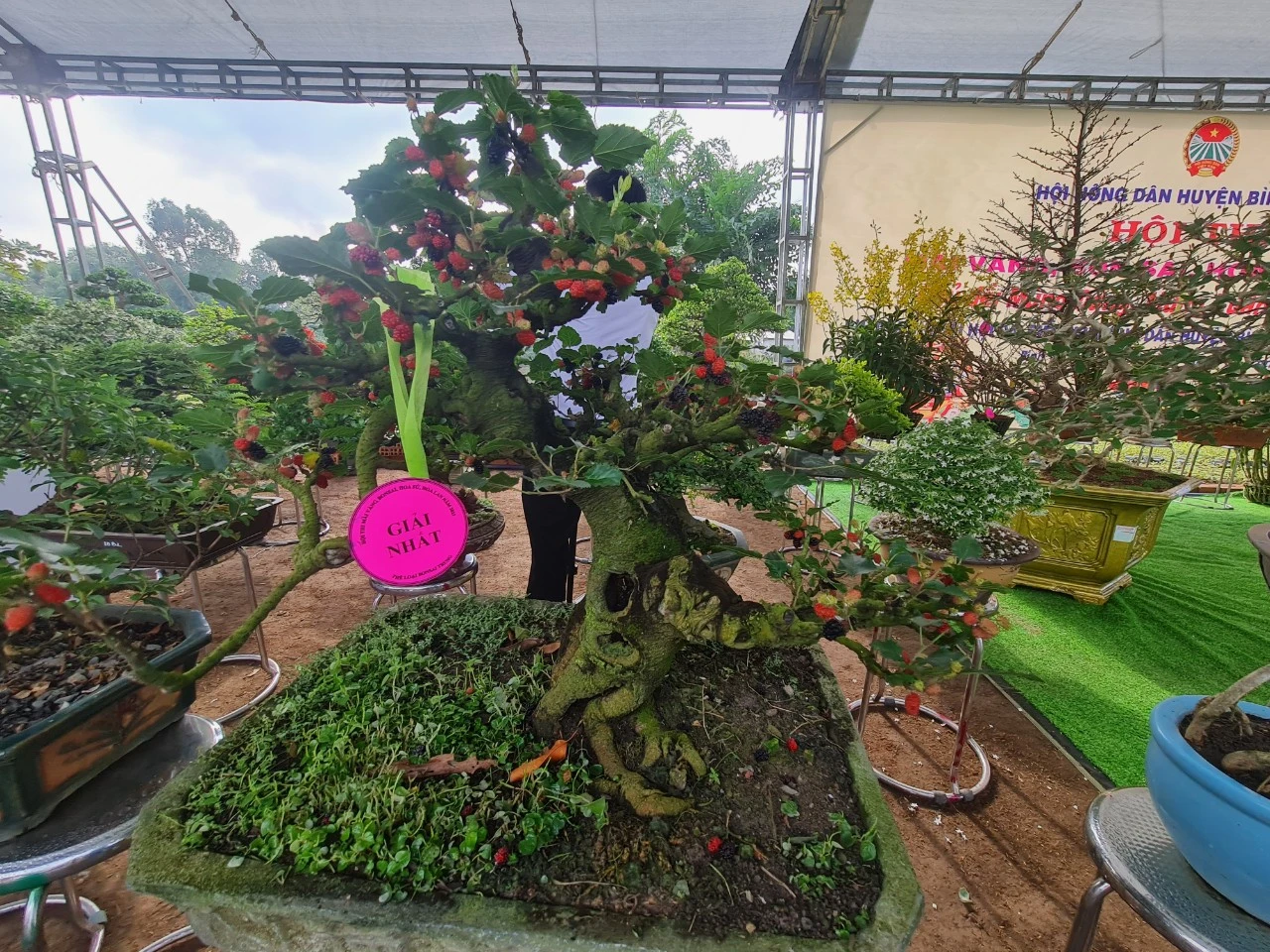 Giải nhất thể loại bonsai trung tại hội thi Giải nhất thể loại bonsai trung tại hội thi