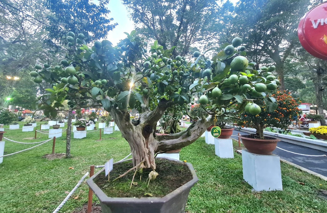 Chủng loại ổi nhiều trái Chủng loại ổi nhiều trái