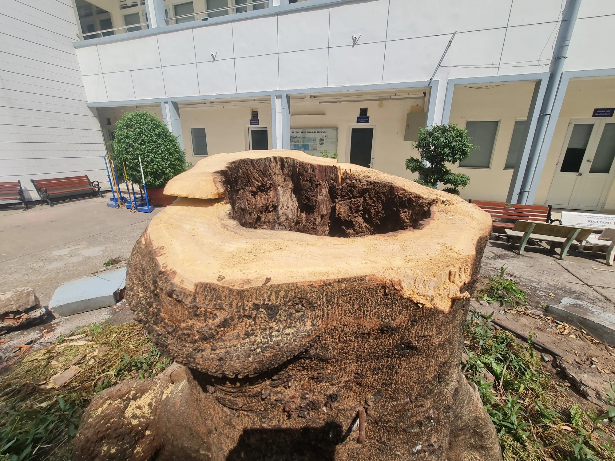 Khi đốn hạ thì thấy rõ phần bên trong cây đã mục rỗng Khi đốn hạ thì thấy rõ phần bên trong cây đã mục rỗng