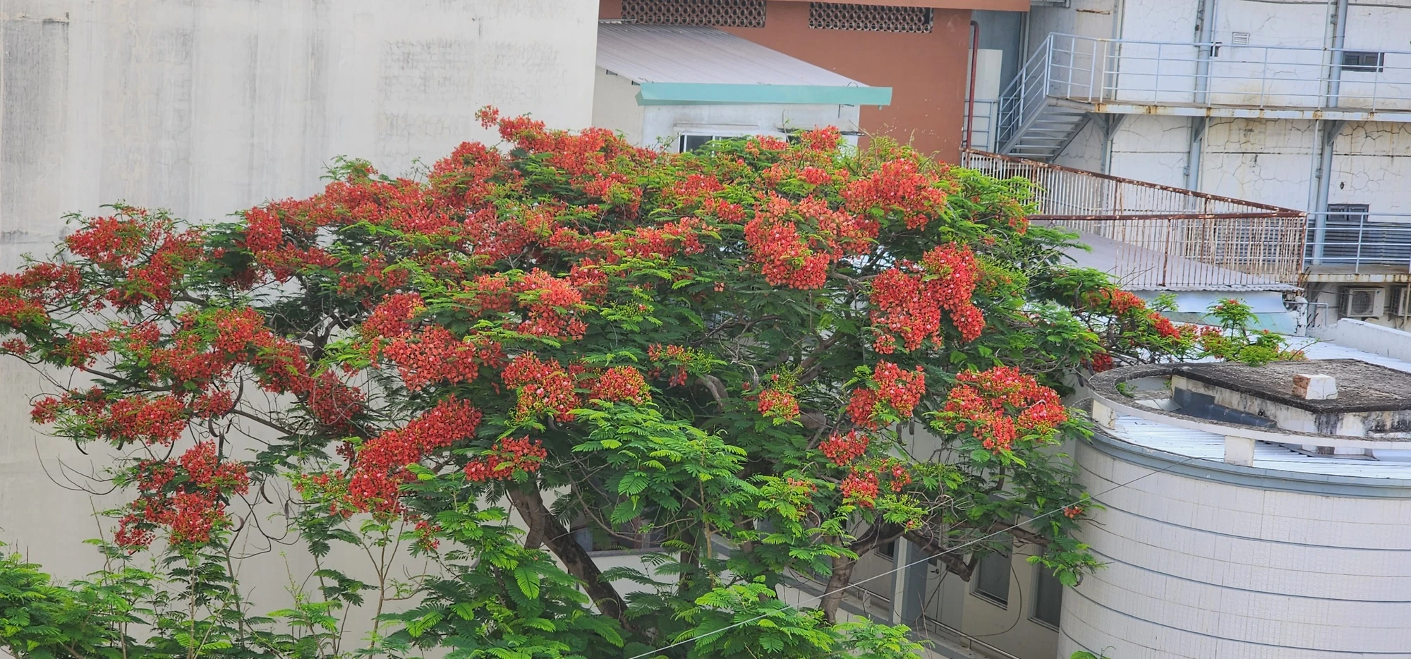 Cây phượng vẫn ra hoa đẹp Cây phượng vẫn ra hoa đẹp