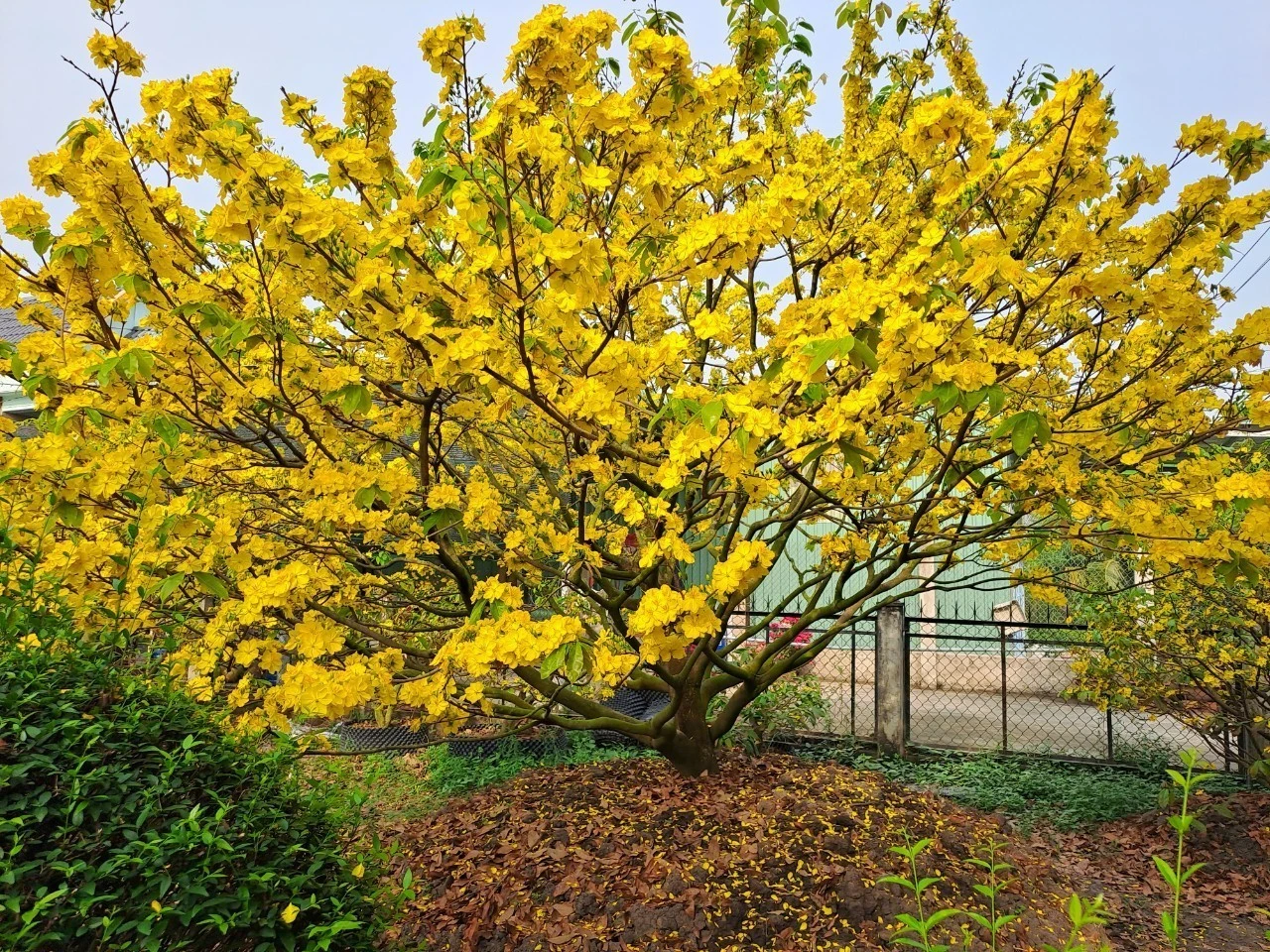 lang-mai-hinh-9.jpg