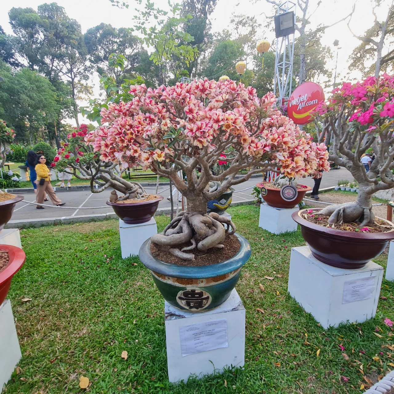 su hoi hoa xuan-hinh 7.jpg