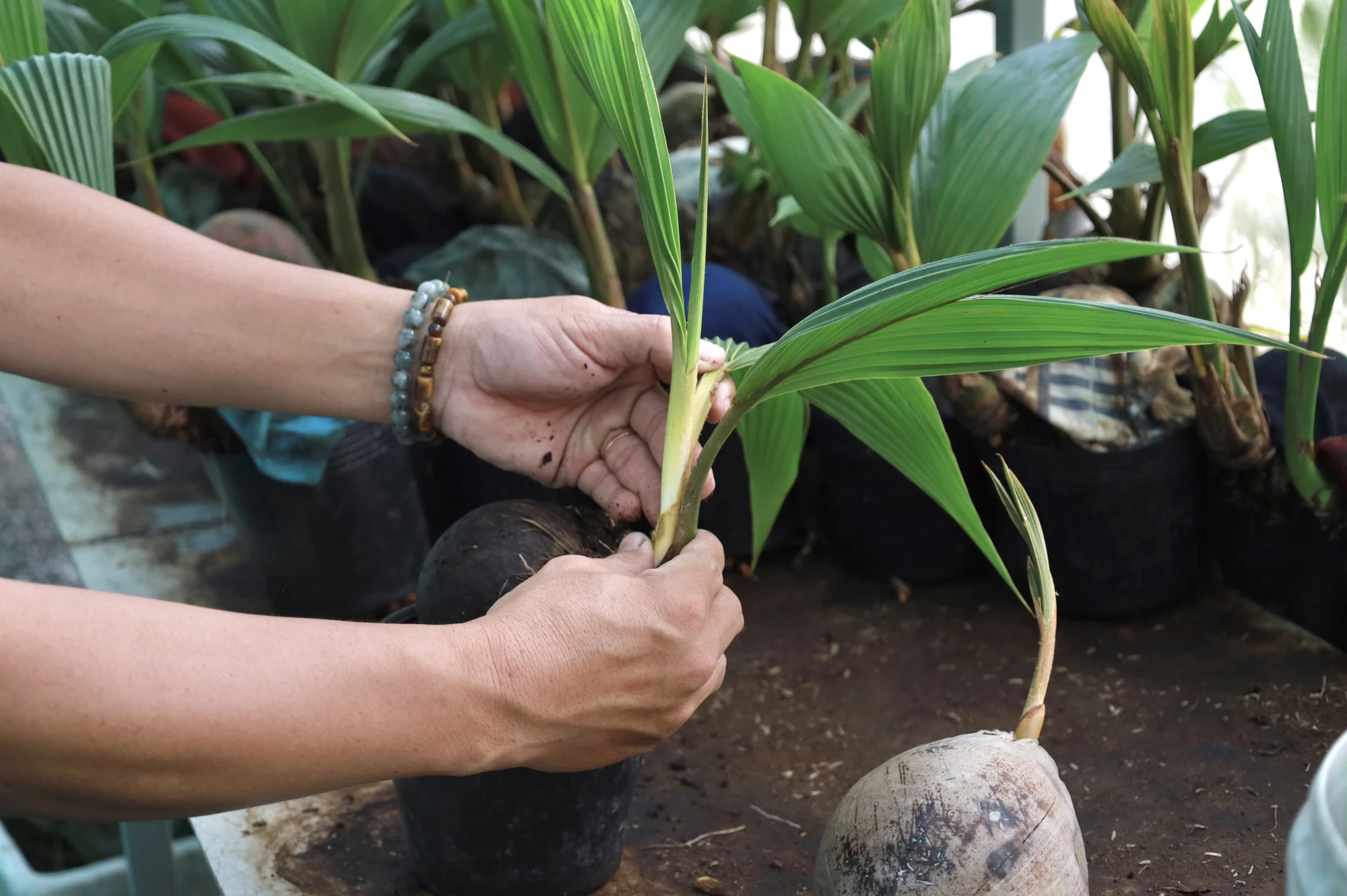 dua-bonsai-tao-hinh-linh-vat-chinh-phuc-thi-truong-dip-tet-giap-thin-3.jpg