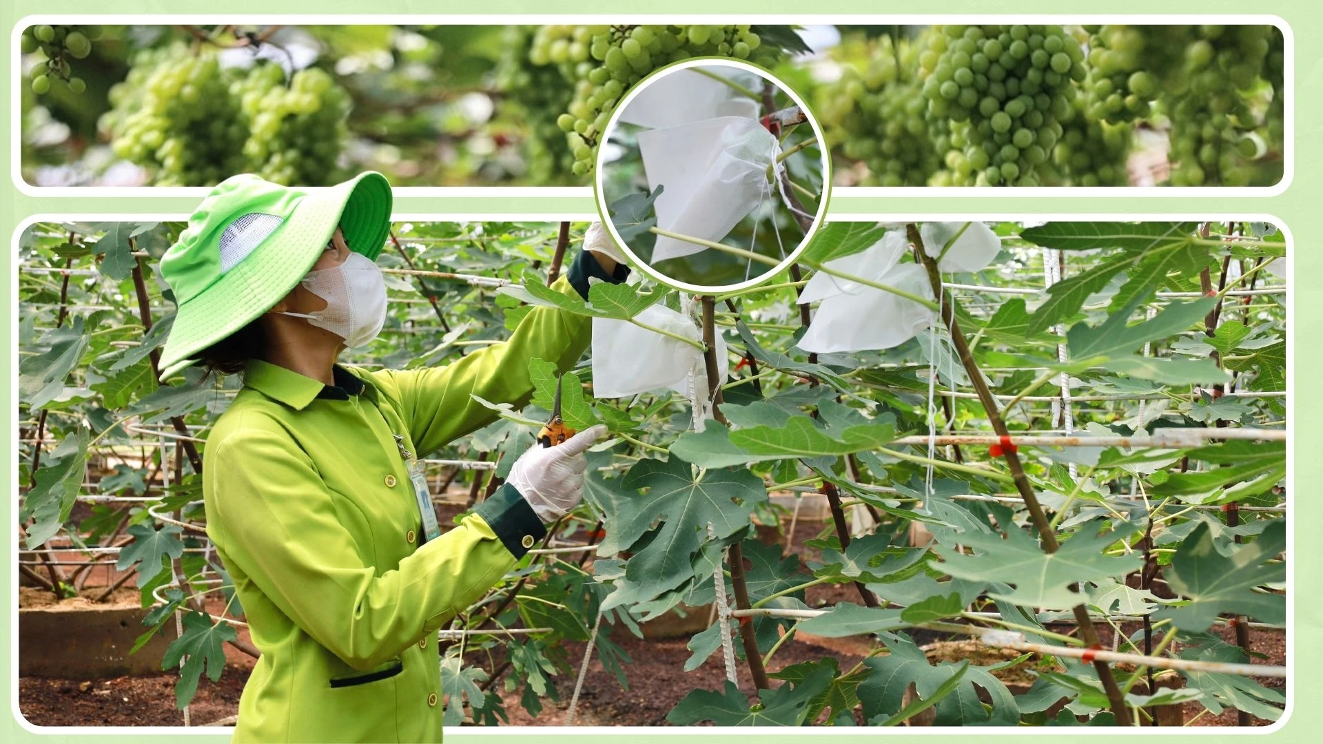 ky-2-du-lich-nong-nghiep-du-lich-cong-dong-tao-vi-the-rieng-cho-tp-hcm-post821890.html21.jpg
