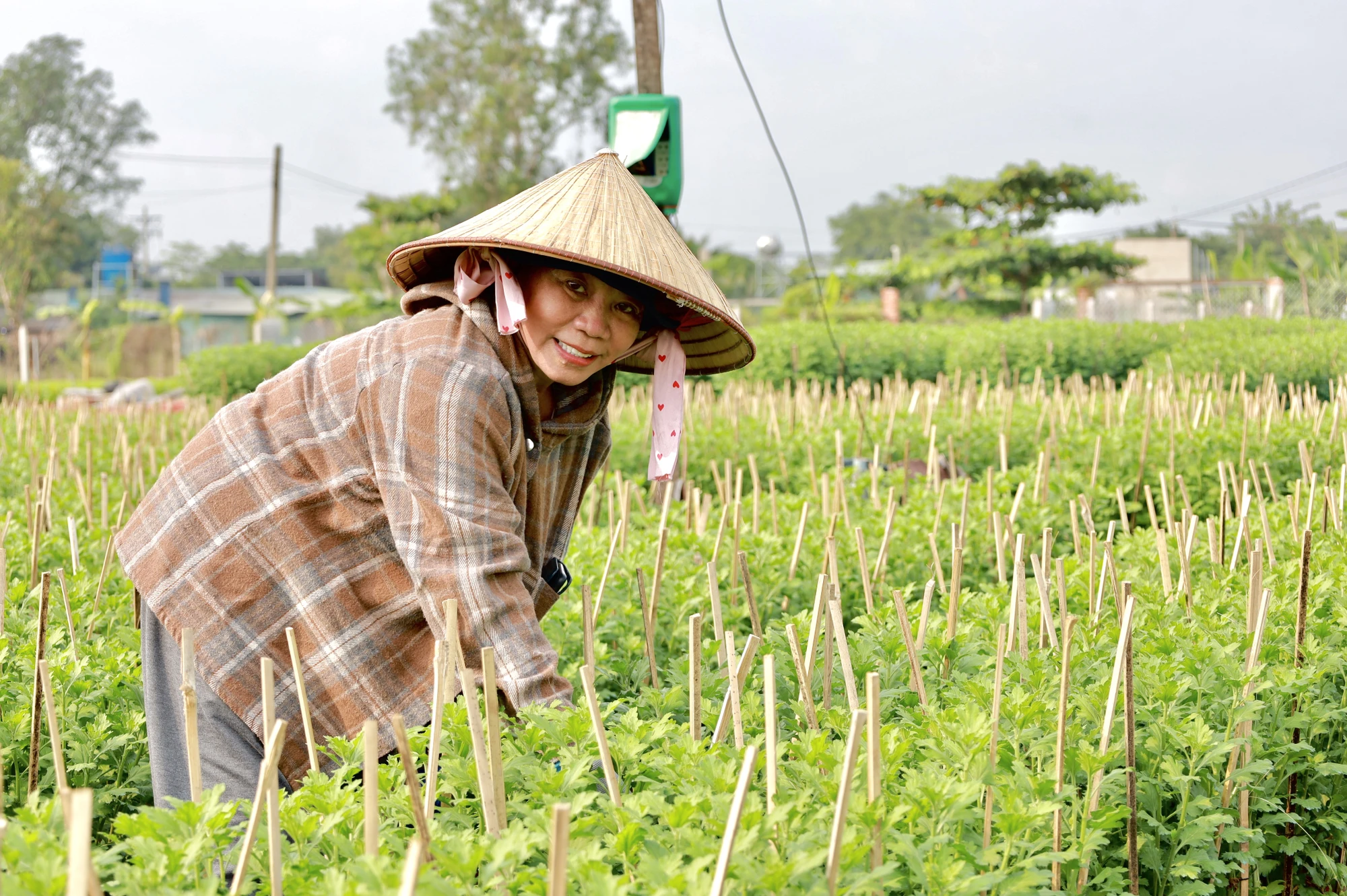 :lang-hoa-o-ngoai-thanh-tp-hcm-tat-bat-vao-vu-hoa-tet-post0.htmlffffff.jpg