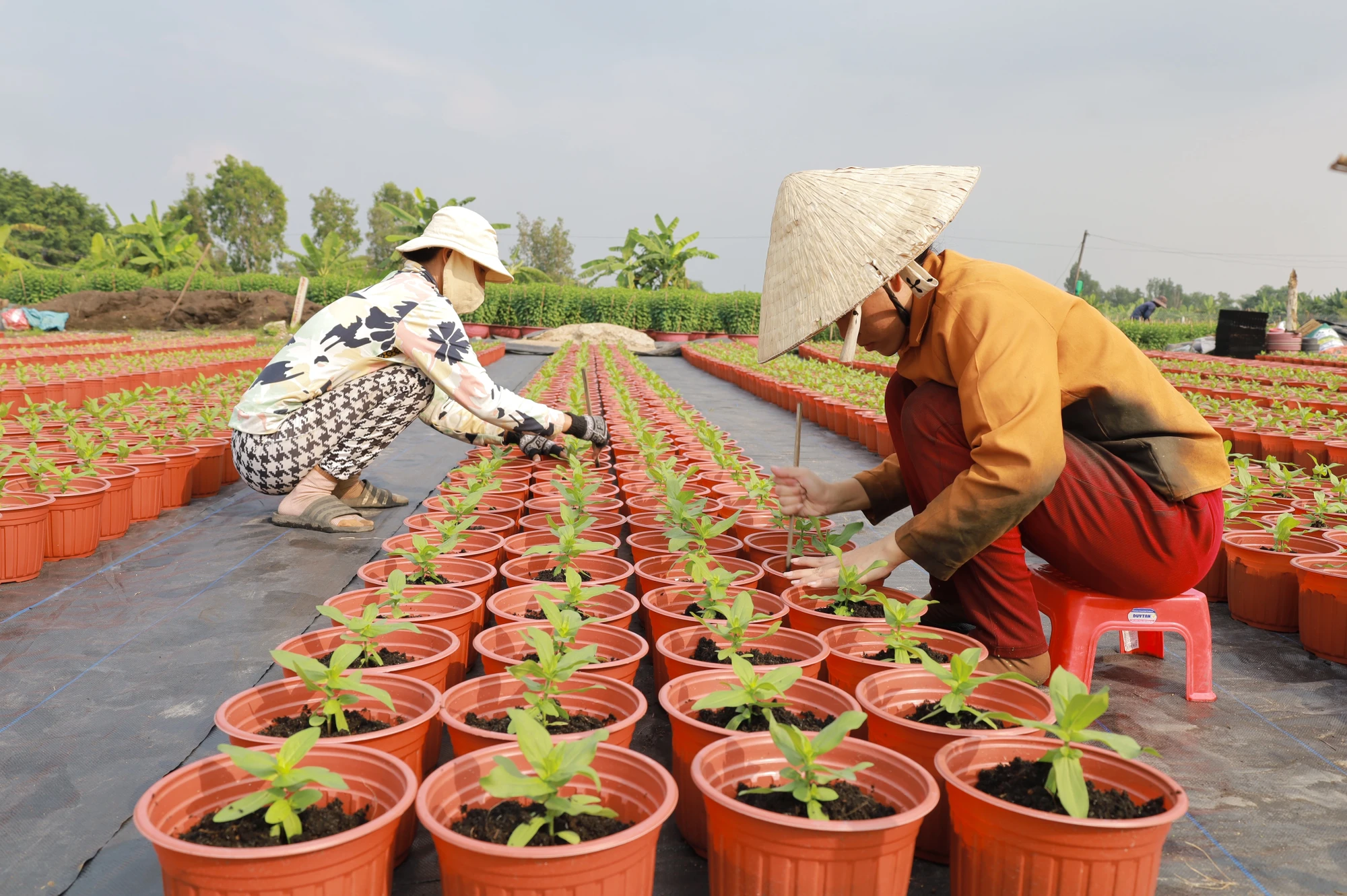 :lang-hoa-o-ngoai-thanh-tp-hcm-tat-bat-vao-vu-hoa-tet-post0.htmlw.jpg